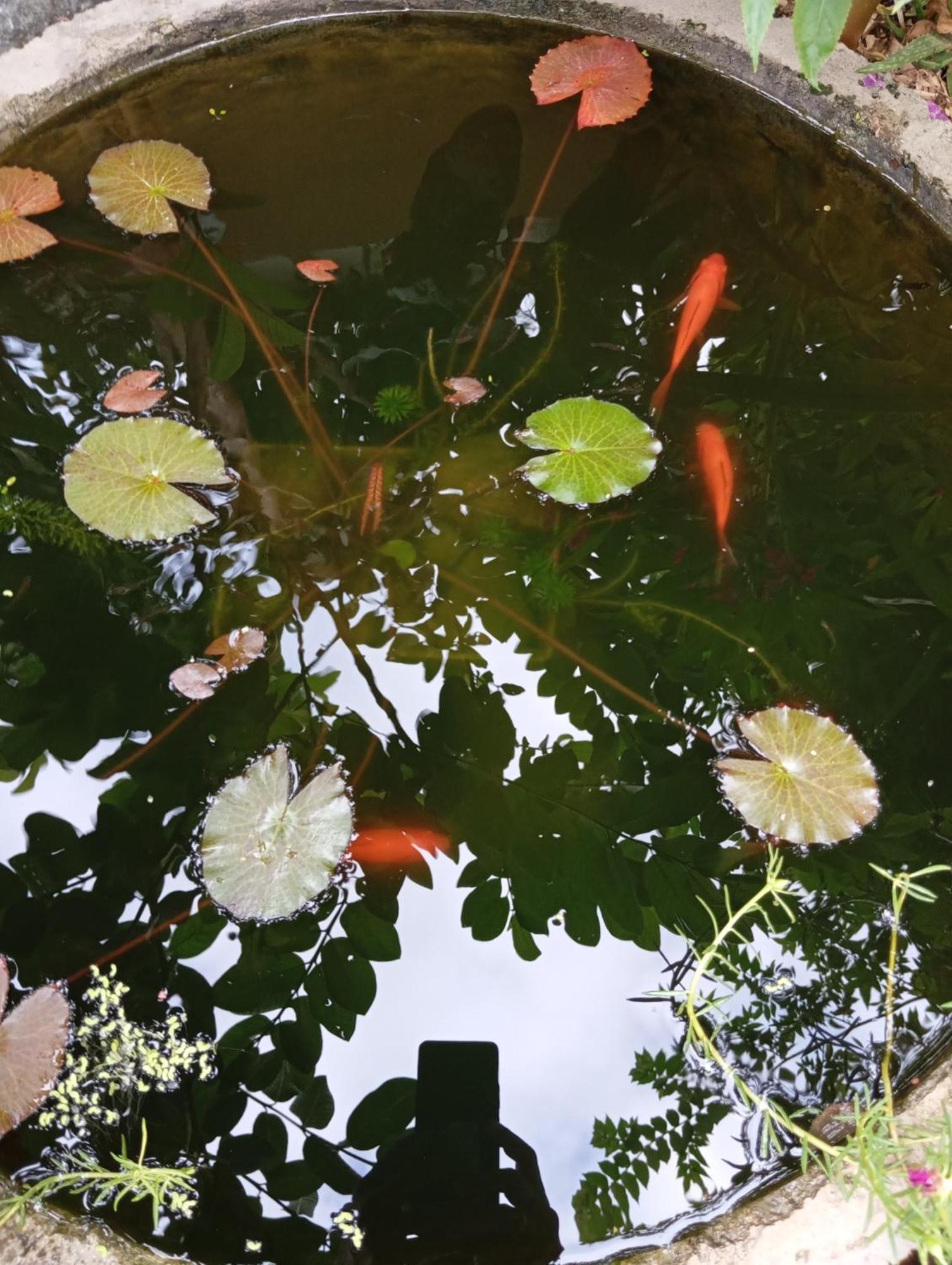 Rumah Kawan Senaru House Of Friend ภายนอก รูปภาพ